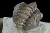 Enrolled Paciphacops & Kainops Trilobites - Oklahoma #95921-3